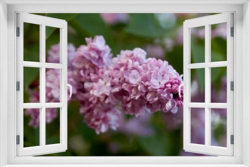 Fototapeta Naklejka Na Ścianę Okno 3D - Close up of lilac branch in bloom