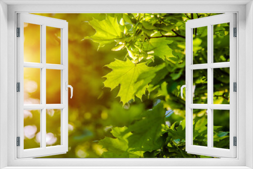 Fototapeta Naklejka Na Ścianę Okno 3D - Green nature background with maple leaves
