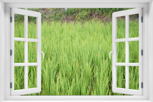 Fototapeta Naklejka Na Ścianę Okno 3D - rice field