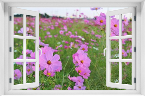 Fototapeta Naklejka Na Ścianę Okno 3D - 爽やかなそよ風に揺れる秋の花　コスモス畑の午後　田舎の風景