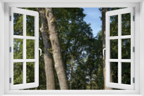 Fototapeta Naklejka Na Ścianę Okno 3D - trees in park, kroller moller museum, art museum, national park hoge veluwe, gelderland, netherlands, 