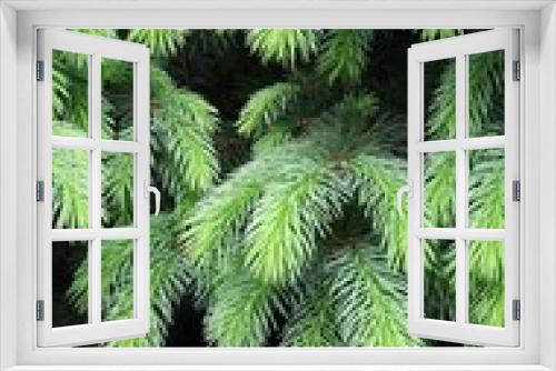 Fototapeta Naklejka Na Ścianę Okno 3D - spruce tree at spring