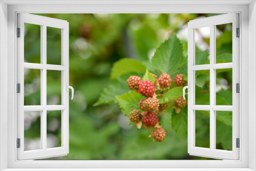 Fototapeta Naklejka Na Ścianę Okno 3D - Beginning ripe blackberry fruit, on the branch