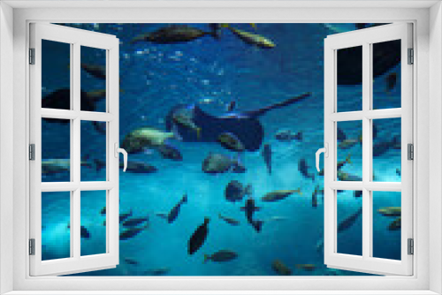 Fototapeta Naklejka Na Ścianę Okno 3D - 水族館　水槽の中を気持ちよさそうに泳ぐ魚たち