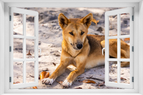 Fototapeta Naklejka Na Ścianę Okno 3D - Wild dingo sits on the beach