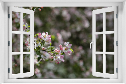 Fototapeta Naklejka Na Ścianę Okno 3D - Soft pink apple blossoms in spring