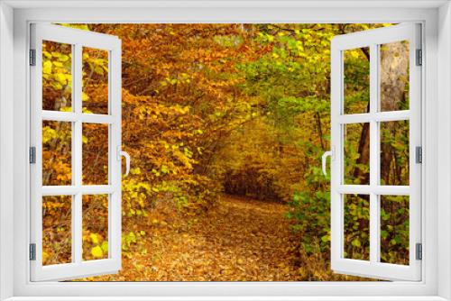Fototapeta Naklejka Na Ścianę Okno 3D - Autumn forest scenery with road of fall leaves warm light illumining the gold foliage. Footpath in scene autumn forest nature. Germany.