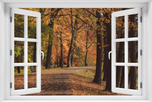 Fototapeta Naklejka Na Ścianę Okno 3D - autumn in the park, warm colours, sunny afternoon during fall, path and trees, czech nature
