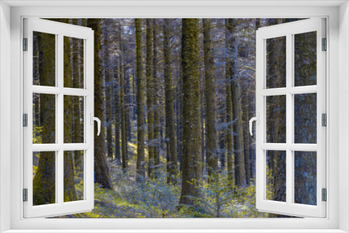 Fototapeta Naklejka Na Ścianę Okno 3D - Evergreen Woodland - Cwmcarn Forest Drive