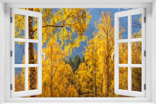 Fototapeta Naklejka Na Ścianę Okno 3D - Golden autumn, birch trees in the sunlight. Natural background, banner.