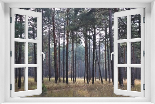Fototapeta Naklejka Na Ścianę Okno 3D - Trees in a pine forest