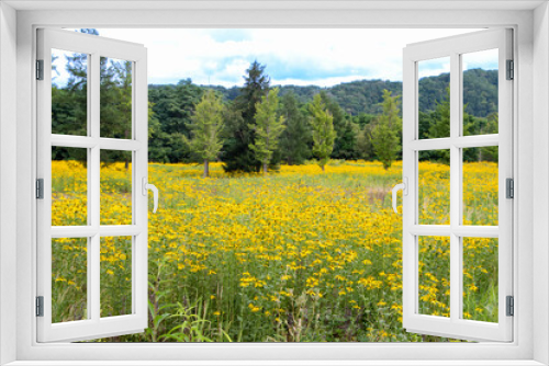 Fototapeta Naklejka Na Ścianę Okno 3D - 黄色の花畑