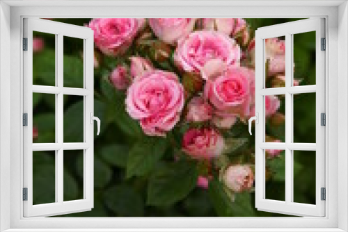 Fototapeta Naklejka Na Ścianę Okno 3D - Little Pink roses bushes. A lot of small pink roses, closeup in the garden. A beautiful bouquet of roses. Garden roses shrubs, Care of flowers. Valentine's Day, macro photo.