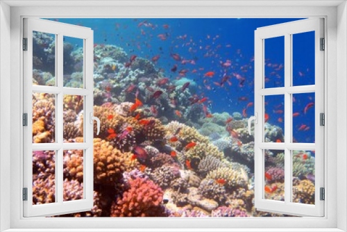 Fototapeta Naklejka Na Ścianę Okno 3D - red sea fish and coral reef