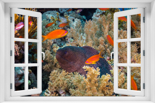 Fototapeta Naklejka Na Ścianę Okno 3D - A Giant moray eel (Gymnothorax javanicus) in the coral reef with its head sticking out surrounded with soft coral and bright orange anthia fish or sea goldies