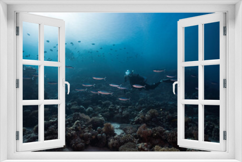 Fototapeta Naklejka Na Ścianę Okno 3D - A serene underwater seascape of a scuba diver swimming over the reef with some Red Sea fusilier fish and silhouettes of another diver and fish in the distance
