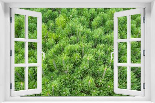 Fototapeta Naklejka Na Ścianę Okno 3D - Spruce green, natural. Background from the branches of a coniferous tree. The concept of nature, environment, protection, landscaping, photo wallpaper, postcard, text, copy space,business, mocap