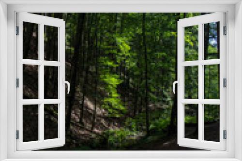 Fototapeta Naklejka Na Ścianę Okno 3D - Idyllischer grüner gesunder Wald