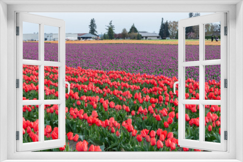 Fototapeta Naklejka Na Ścianę Okno 3D - Closer shot of flower fields with red and violet tulips at the Skagit Valley Tulip Festival, La Conner, USA