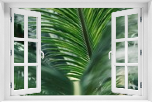 Fototapeta Naklejka Na Ścianę Okno 3D - palm tree leaves