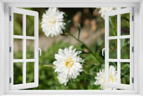 Fototapeta Naklejka Na Ścianę Okno 3D - white aster flowers in the sun