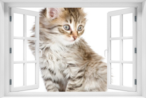 Fototapeta Naklejka Na Ścianę Okno 3D - fluffy gray beautiful kitten looking away. isolated on white 