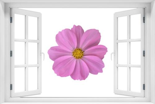 Fototapeta Naklejka Na Ścianę Okno 3D - Isolated pink cosmos flower with clipping paths.