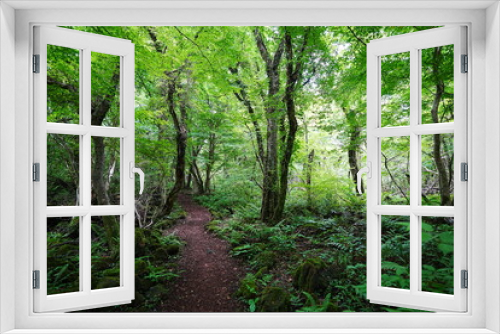 Fototapeta Naklejka Na Ścianę Okno 3D - fine path through wild summer forest