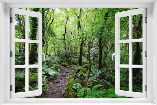 Fototapeta Naklejka Na Ścianę Okno 3D - fern and old trees in deep forest