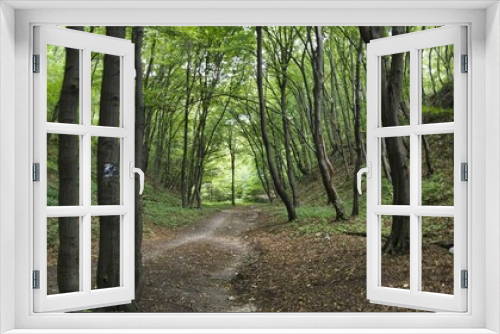 Fototapeta Naklejka Na Ścianę Okno 3D - Spacer po lesie tynieckim w letni dzień. Cisz, spokój i zieleń