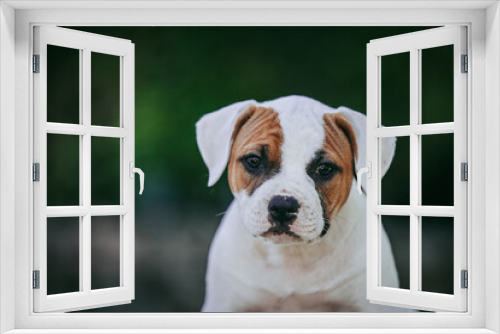 Fototapeta Naklejka Na Ścianę Okno 3D - American bulldog purebred dog puppy outside. Green background and bull type dog.
