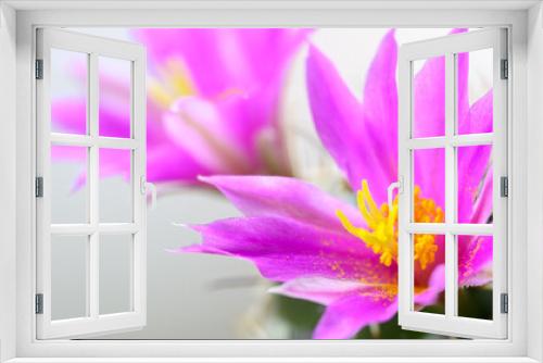 Fototapeta Naklejka Na Ścianę Okno 3D - Mammillaria Schumannii cactus pink flower in full bloom.