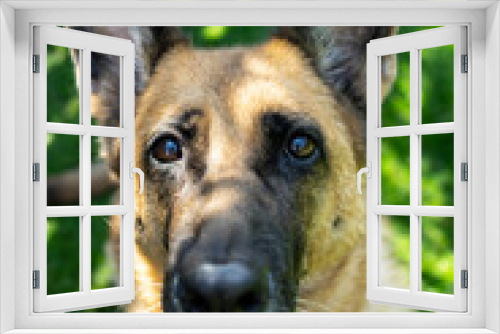Fototapeta Naklejka Na Ścianę Okno 3D - Dog German Shepherd adult , face portrait, outdoor on grass