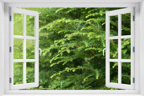 Fototapeta Naklejka Na Ścianę Okno 3D - juniper as a background, open air, close up