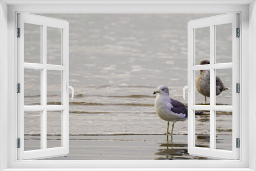Fototapeta Naklejka Na Ścianę Okno 3D - heron on the beach