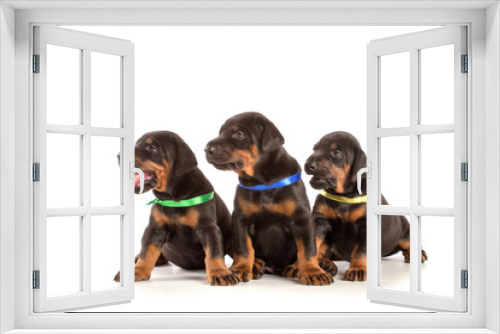 Fototapeta Naklejka Na Ścianę Okno 3D - Group of dobermann puppies