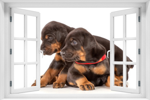 Fototapeta Naklejka Na Ścianę Okno 3D - Group of dobermann puppies