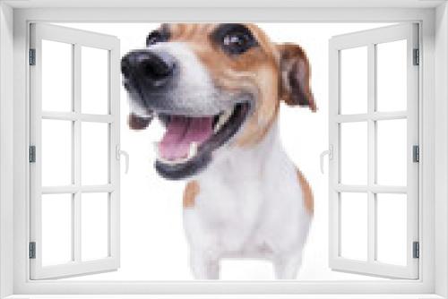 Fototapeta Naklejka Na Ścianę Okno 3D - smile emotional animal