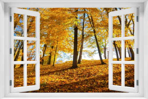Fototapeta Naklejka Na Ścianę Okno 3D - Autumn fall trees with  warm sunlight with big trees in the forest at Autumn fall foliage at Autumn season colorful evening scene