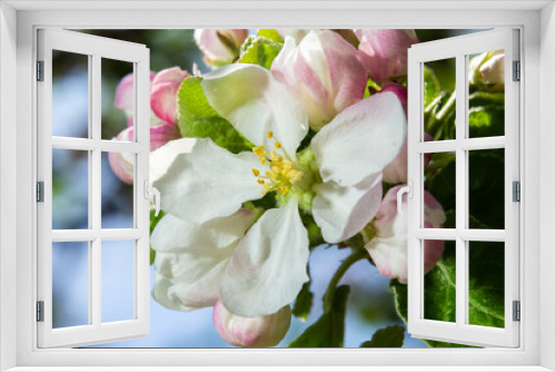Fototapeta Naklejka Na Ścianę Okno 3D - Fresh beautiful flowers of the apple tree blooming in the spring