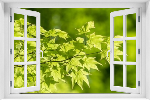 Fototapeta Naklejka Na Ścianę Okno 3D - 新緑の葉が美しく風に揺れる森の中