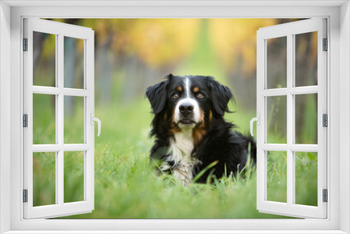 Fototapeta Naklejka Na Ścianę Okno 3D - bernese mountain dog in fall nature