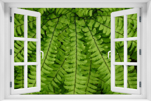 Fototapeta Naklejka Na Ścianę Okno 3D - Dew drops on an ancient fern in Oregon