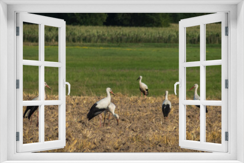 Fototapeta Naklejka Na Ścianę Okno 3D - white stork in the nest