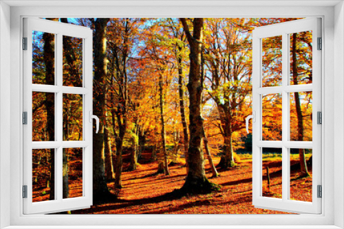 Fototapeta Naklejka Na Ścianę Okno 3D - Fantastic beech trees strewn with yellow and orange leaves on the ground fully covered with autumn foliage beautifully lightened by sunbeams in Monte San Vicino e Canfaito park