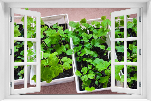 Fototapeta Naklejka Na Ścianę Okno 3D - Winter melon seedling. High angle view of plants growing from seeds in a tray.  Organic agriculture concept