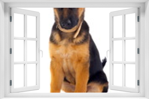 Fototapeta Naklejka Na Ścianę Okno 3D - Sitting German Shepard dog