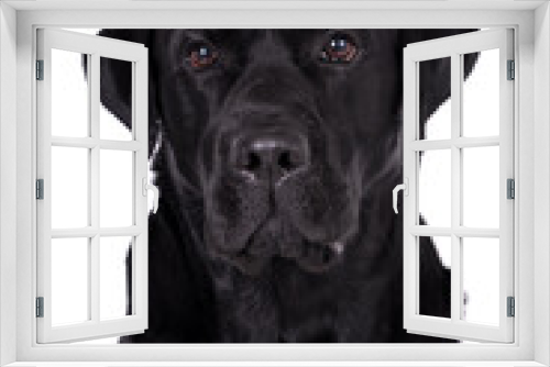 Fototapeta Naklejka Na Ścianę Okno 3D - portrait of the black labrador retriever dog