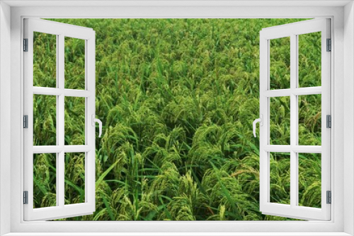 Fototapeta Naklejka Na Ścianę Okno 3D - green paddy