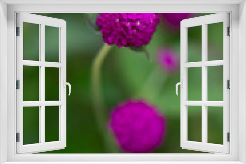 Fototapeta Naklejka Na Ścianę Okno 3D - Purple pompom Colorful natural garden flowers